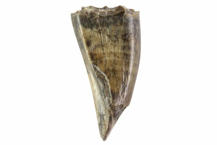 Tyrannosaur Premax Tooth - Judith River Formation, Montana #93718